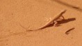 /album/galerie-de-photos-nature-technologie/screenhunter-45-jan-17-19-09-jpg/